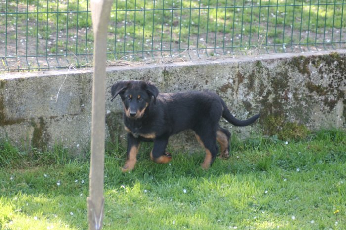 Quenza 09 04 2017 (7)